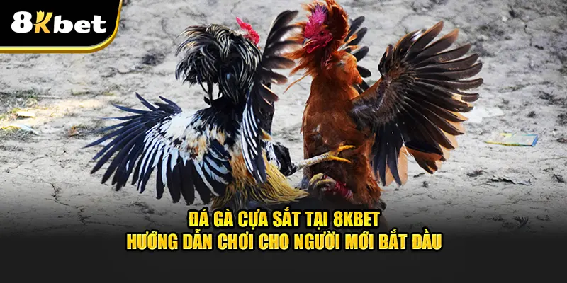 Đá Gà Cựa Sắt Tại 8KBET 2025 - Hướng Dẫn Chơi Hiệu Quả