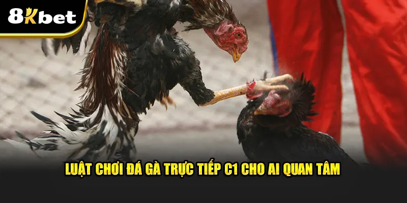 Luật chơi đá gà trực tiếp C1 cho những ai đang quan tâm 