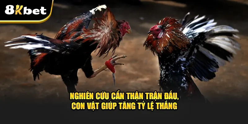 Nghiên cứu cẩn thận trận đấu đá gà cựa sắt giúp tăng tỷ lệ thắng hơn nữa